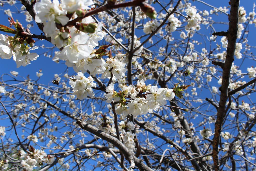 Hostal Miraflor De Las Cadenas Cuacos De Yuste Εξωτερικό φωτογραφία